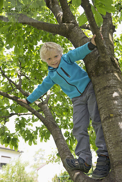 lächeln Junge - Person Baum Kirsche blond klettern