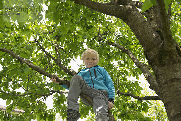 hoch oben Junge - Person Baum Kirsche jung klettern