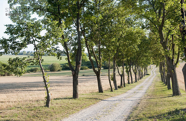 Baum Fernverkehrsstraße Menschenreihe Ungarn