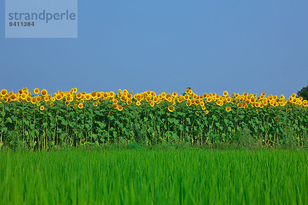 Sonnenblumenfeld