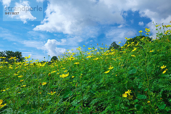 Cosmos field