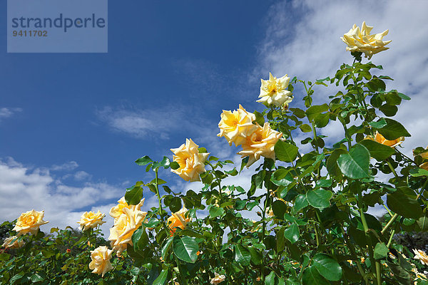 Rose flowers