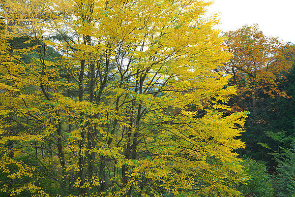 Wig tree