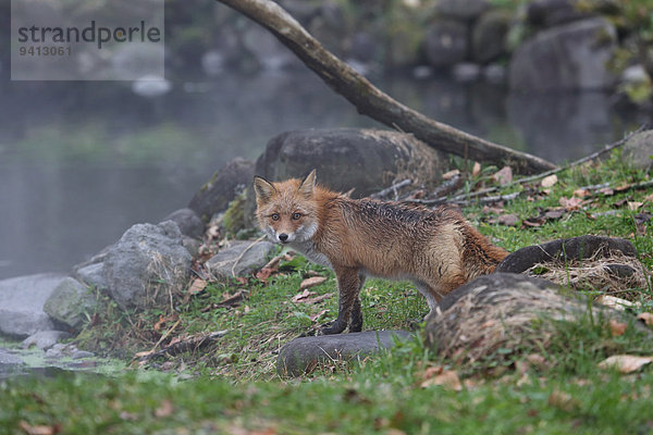 Fuchs Hokkaido Japan