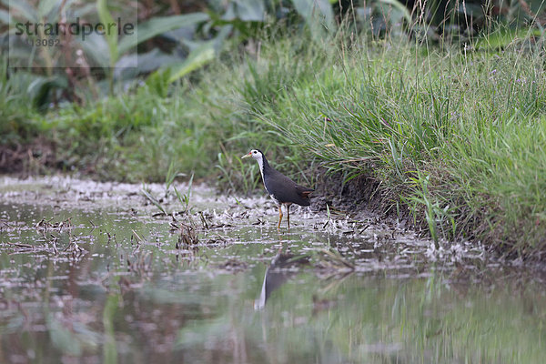 White-Breasted Waterhen