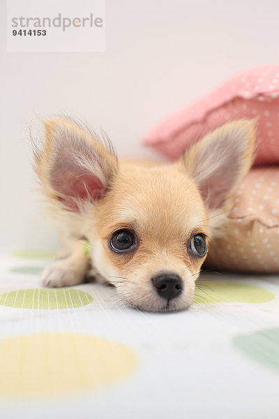 Chihuahua Chihuahuas