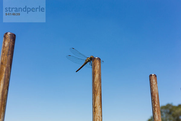 Red Dragonfly