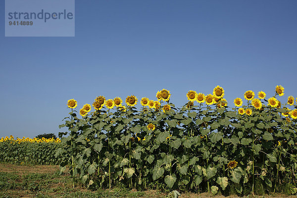 Sonnenblumenfeld