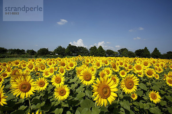 Sonnenblumenfeld