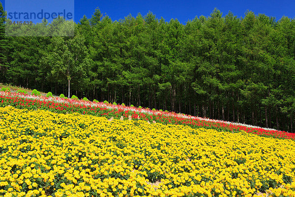 Hokkaido Japan