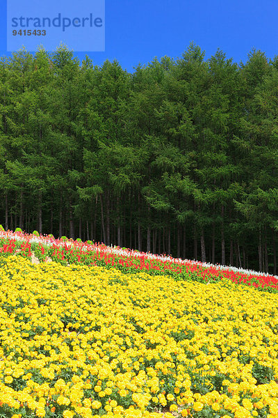 Hokkaido Japan