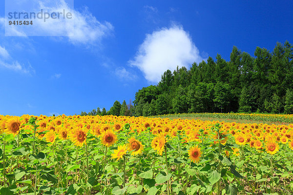 Sonnenblumenfeld