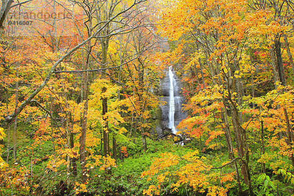 Herbst Japan