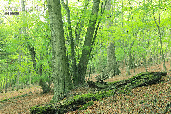 Green leaves