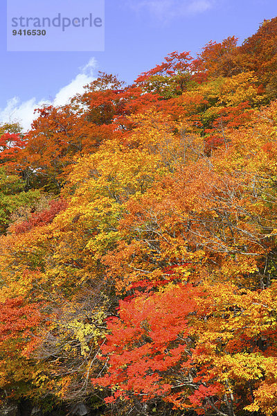Herbst Japan