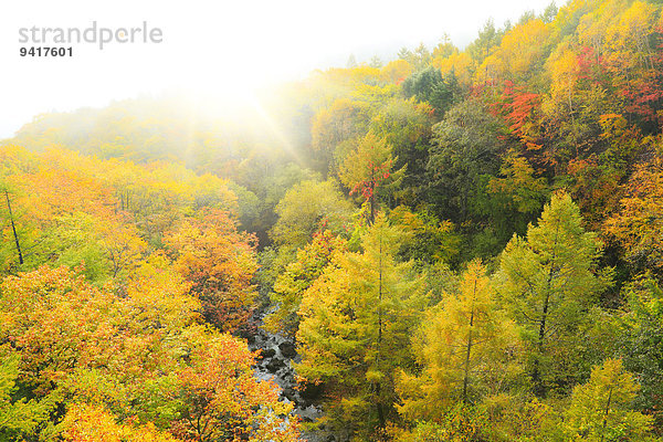 Laub Nagano Japan