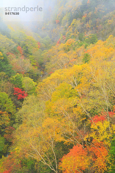 Laub Nagano Japan