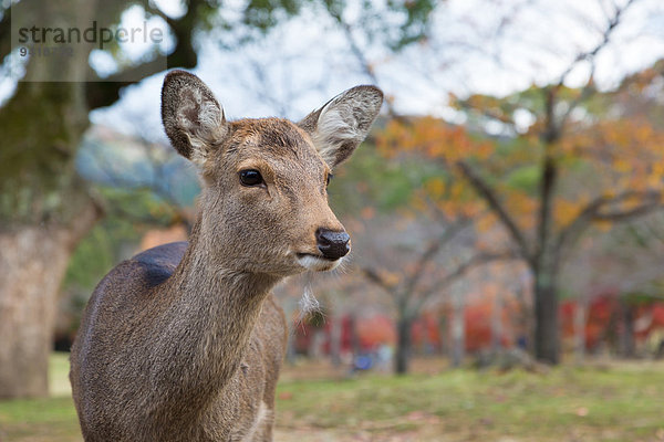 Sika Deer