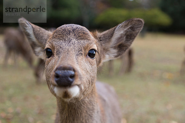 Sika Deer