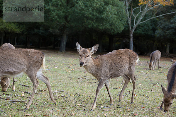 Sika Deer