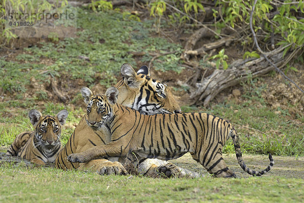 Bengaltiger (Panthera tigris tigris)  Weibchen mit Jungtieren am Wasserloch  Ranthambore Tiger Reserve  Tigerreservat  Indien