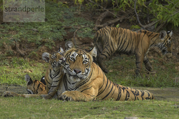 Bengaltiger (Panthera tigris tigris)  Weibchen mit Jungtieren am Wasserloch  Ranthambore Tiger Reserve  Tigerreservat  Indien