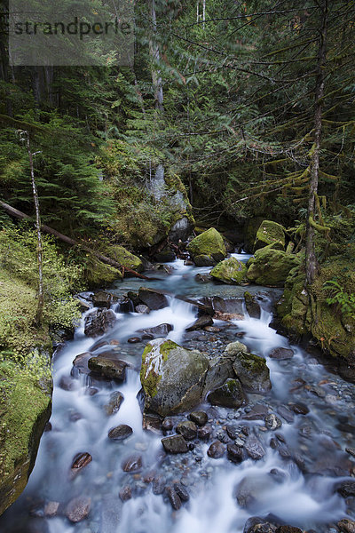 Wasserfall Ladder Creek Falls  Newhalem  North-Cascades-Nationalpark  Kaskadengebirge  Washington  USA
