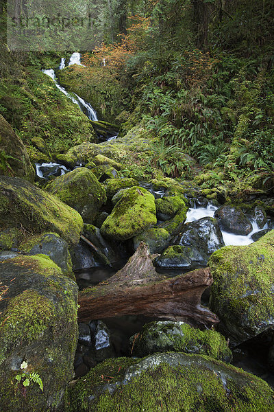 Bunch Creek Falls Wasserfall am Lake Quinault  Aberdeen  Washington  USA