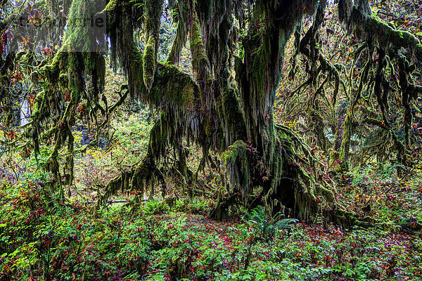Hoh-Regenwald  Olympic-Nationalpark  Forks  Washington  USA