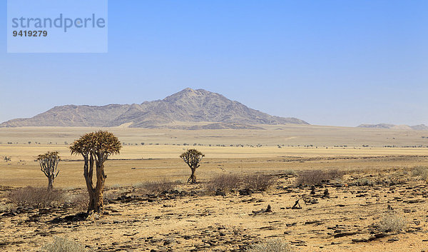 Köcherbäume (Aloe dichotoma)  Namib-Naukluft-Nationalpark  Namibia