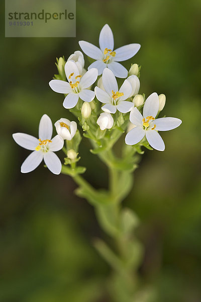 Echtes Tausendgüldenkraut (Centaurium erythraea)  weiße Blüten  Burgenland  Österreich
