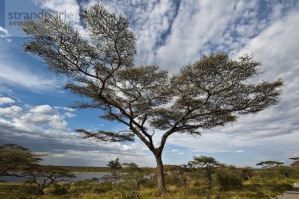Baum mit Wolken  Lake Masek  Ndutu Gegend  Tansania