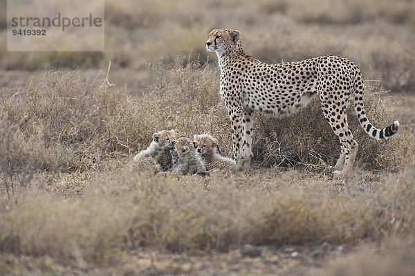 Geparden (Acinonyx jubatus)  Gepardin mit Jungen  Serengeti  Tansania