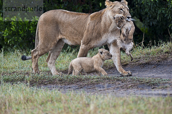 Löwen (Panthera leo)  Löwenmutter trägt behindertes Junges während das andere flott mitmarschiert  Masai Mara  Kenia