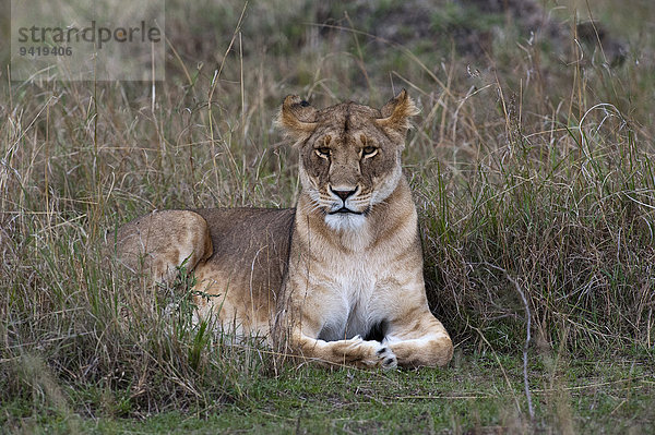 Löwin (Panthera leo)  adult  Masai Mara  Kenia