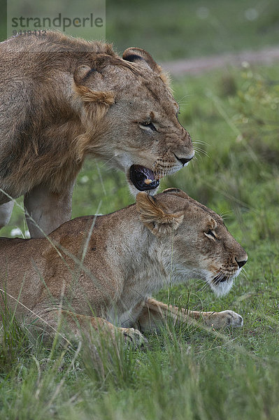 Löwen (Panthera leo)  Löwenpaar  Paarung  Masai Mara  Kenia