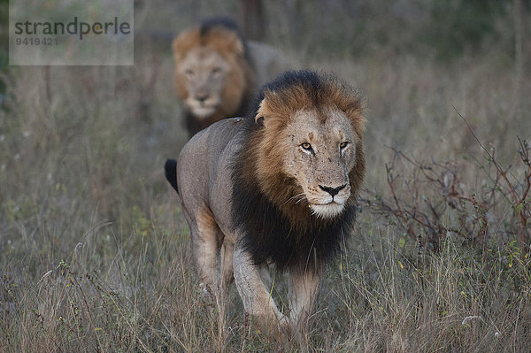 Zwei Löwen (Panthera leo)  adult  Südafrika