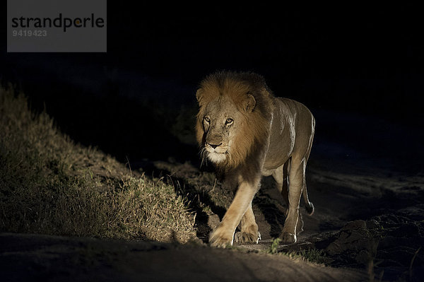 Löwe (Panthera leo)  Mähnenlöwe  in der Nacht  Südafrika