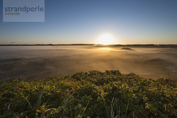Nebel über Dünen und Heidelandschaft bei Sonnenaufgang  Henne  Region Syddanmark  Dänemark