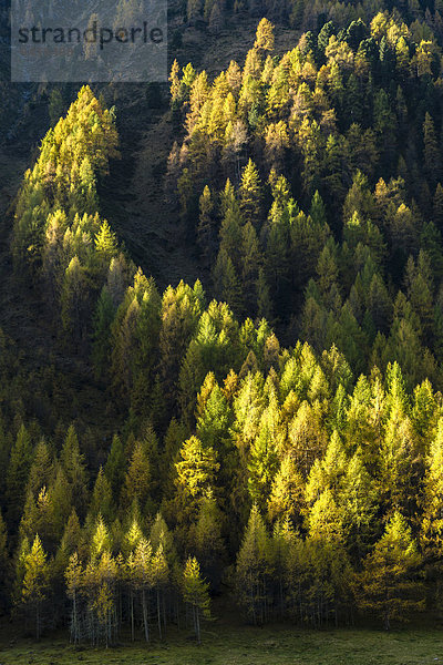 Herbstlicher Lärchenwald  Sellraintal  Tirol  Österreich