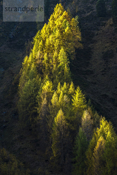 Herbstlicher Lärchenwald  Sellraintal  Tirol  Österreich