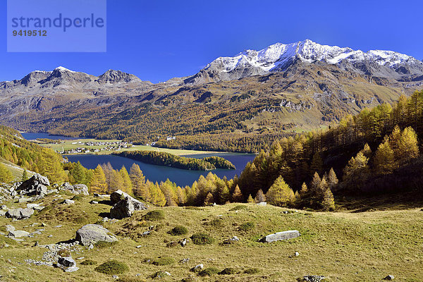 Ausblick auf Silsersee und Piz Corvatsch im herbstlichen Oberengadin  Sils-Baselgia  Sils-Maria  Engadin  Graubünden  Schweiz