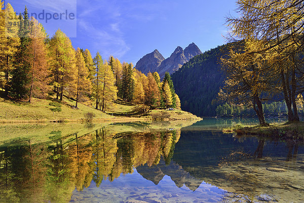 Herbstfarbene Lärchen spiegeln sich im Palpuognasee  Lei da Palpuogna  Albulapass  Kanton Graubünden  Schweiz