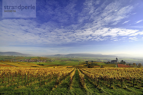 Herbstfarbene Rebberge mit Ausblick über das Klettgau  Cirrocumulus-Wolken am Himmel  Oberhallau  Hallau  Klettgau  Kanton Schaffhausen  Schweiz