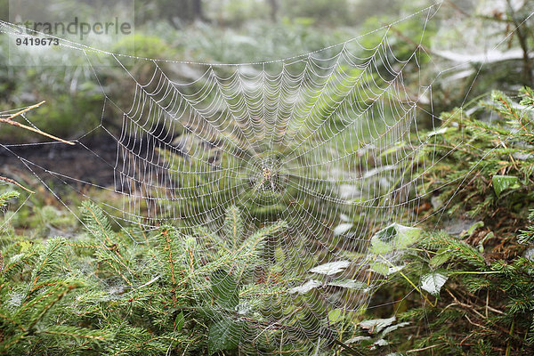 Spinnennetz mit Gartenkreuzspinne (Araneus diadematus) zwischen Jungfichten  Allgäu  Bayern  Deutschland
