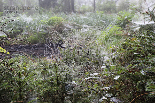 Spinnennetz mit Gartenkreuzspinne (Araneus diadematus) zwischen Jungfichten  Allgäu  Bayern  Deutschland