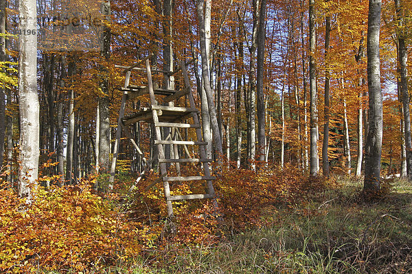 Herbstlich bunter Buchenwald (Fagus sylvatica)  Allgäu  Bayern  Deutschland