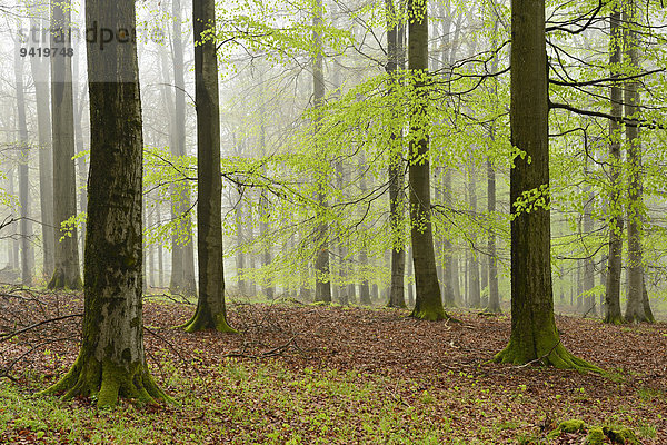 Nebliger Buchenwald im zeitigen Frühjahr  Nationalpark Kellerwald-Edersee  bei Gellershausen  Hessen  Deutschland