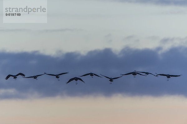 Graue Kraniche (Grus grus) im Flug  Niedersachsen  Deutschland