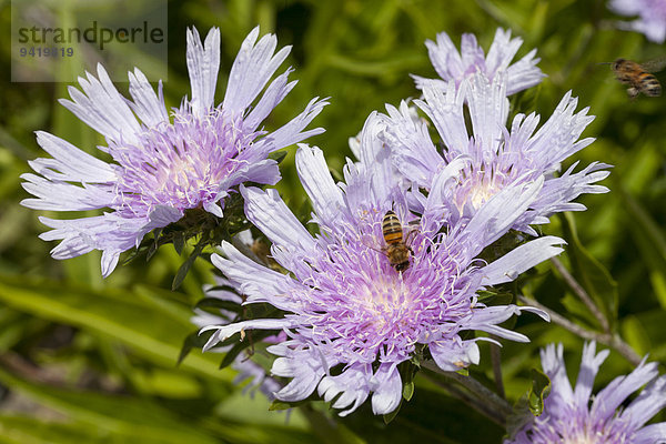 Biene auf Kornblumenaster (Stokesia laevis)